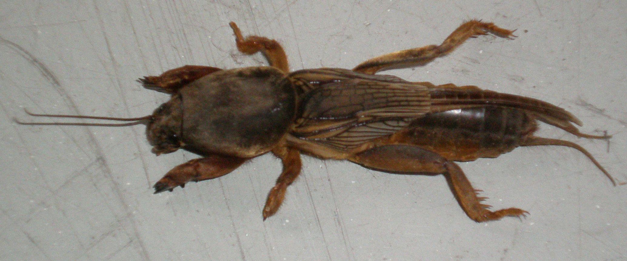 Gryllotalpa cf.gryllotalpa