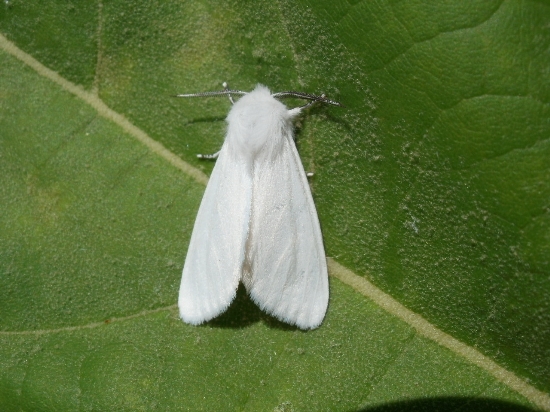 Candida! -Hyphantria cunea