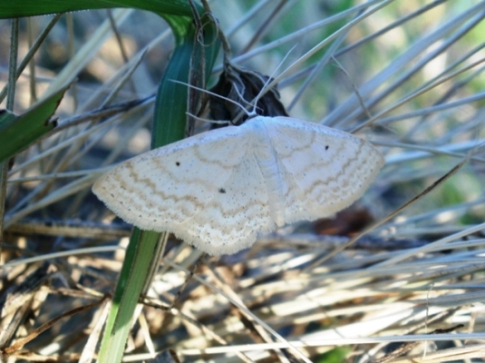 Geometridae da det.