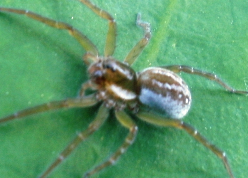 Pirata sp.