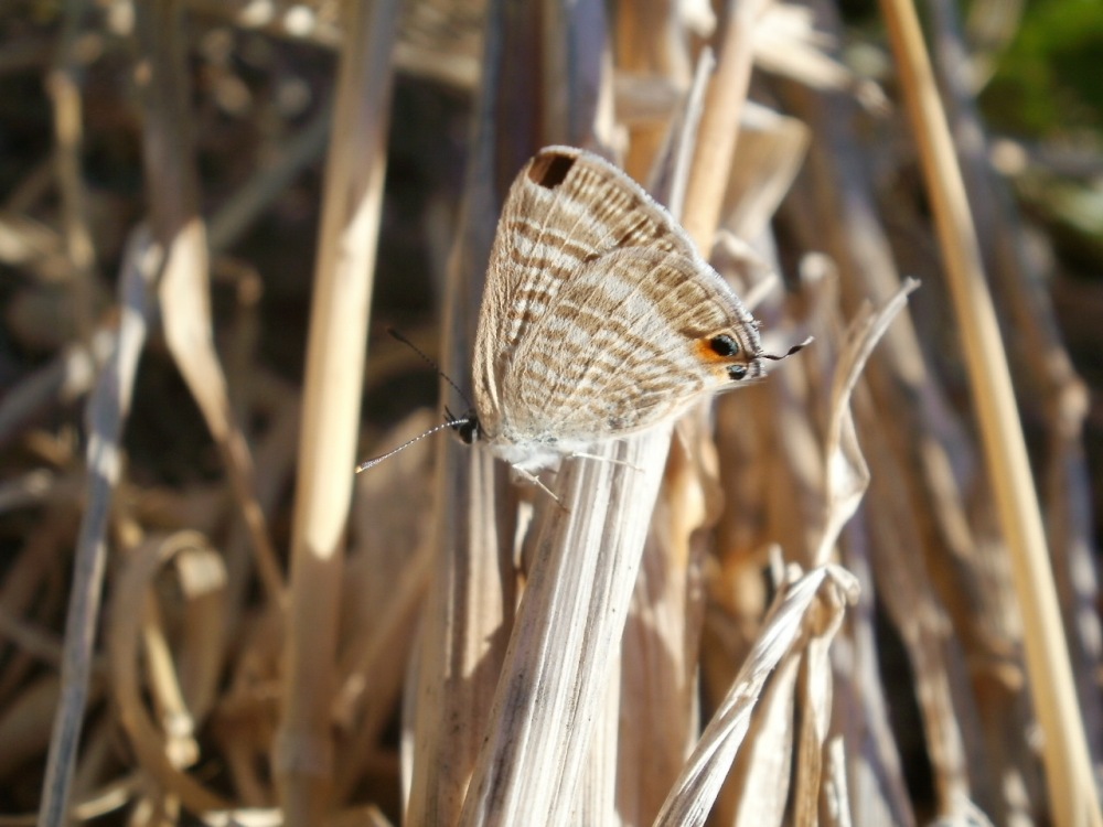 Fra le dune di sabbia