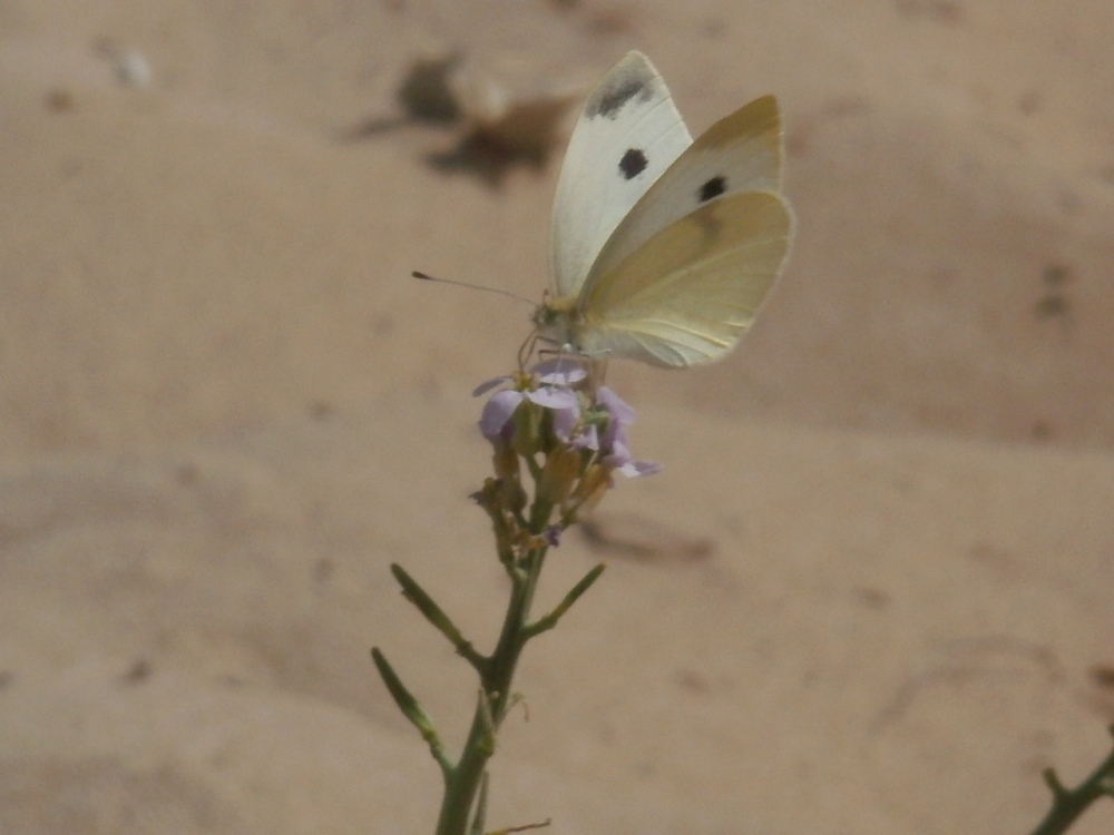 Fra le dune di sabbia