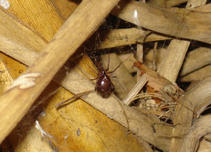 Steatoda nobilis (l''ennesima in giardino...)