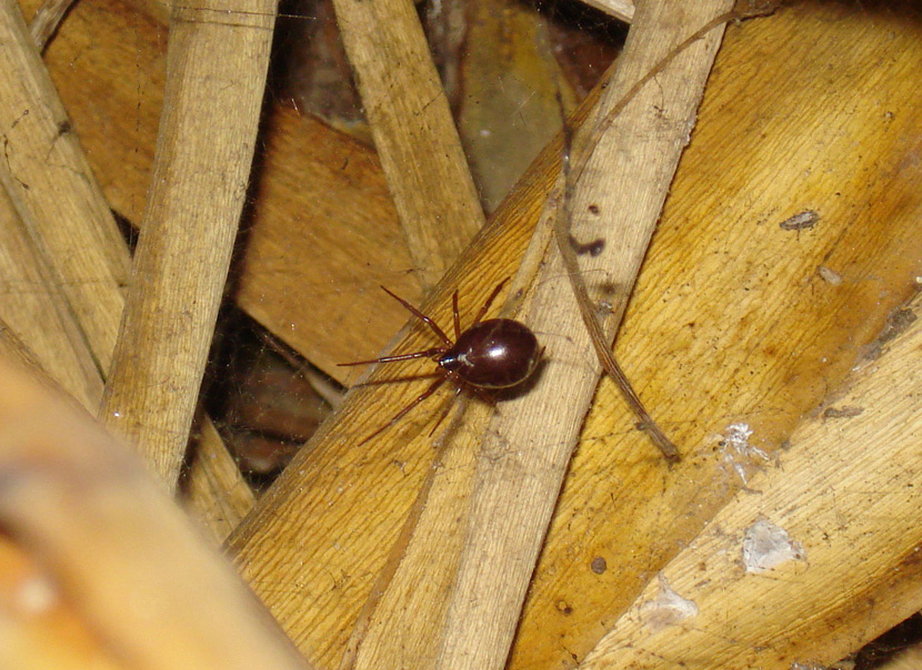 Steatoda nobilis (l''ennesima in giardino...)