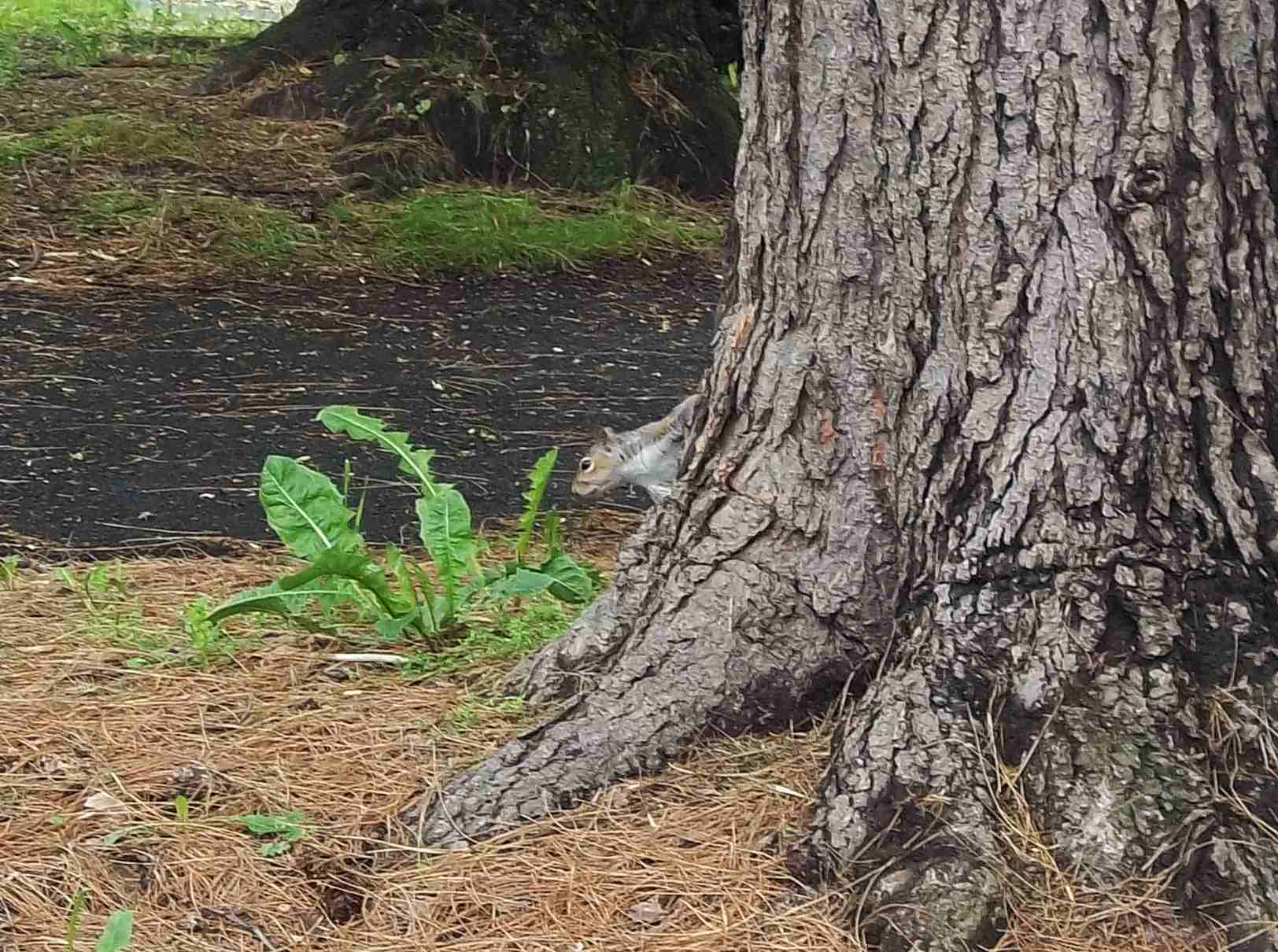 Sciurus carolinensis (TO)