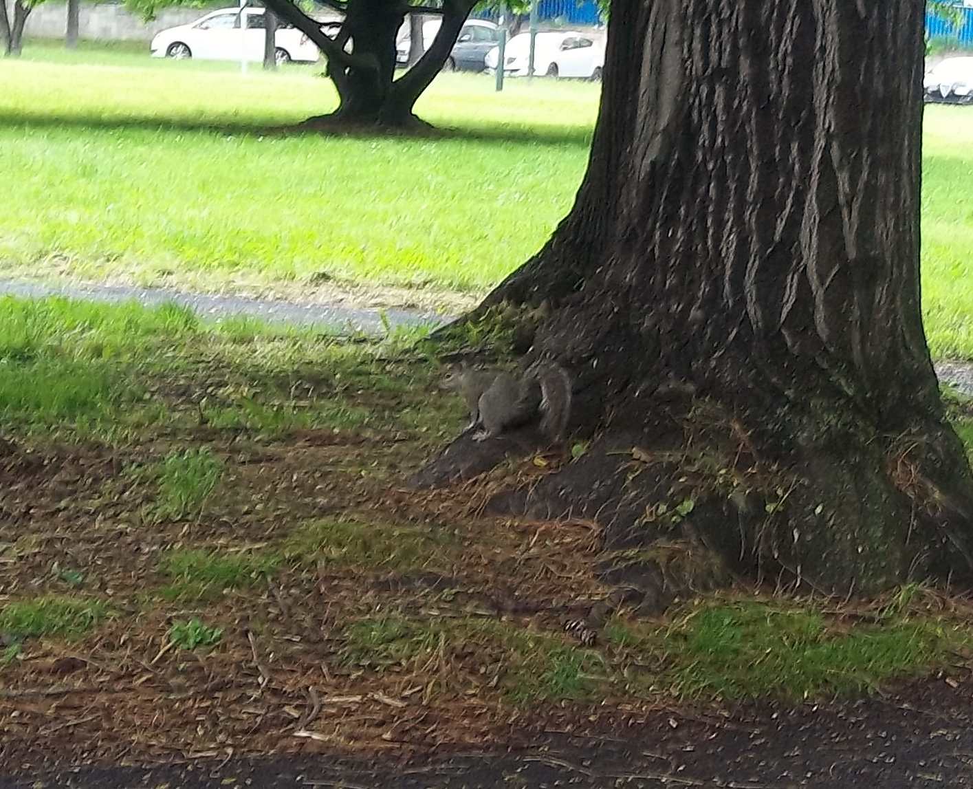 Sciurus carolinensis (TO)