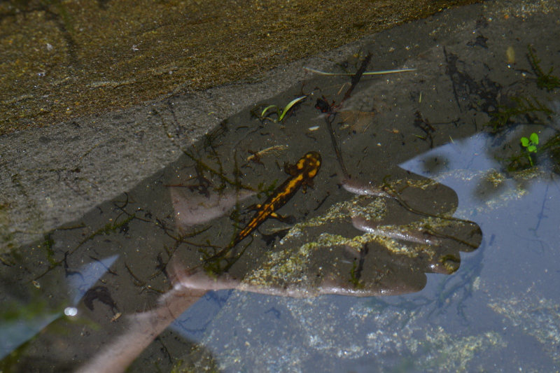 ID - Salamandra salamandra salamandra in metamorfosi