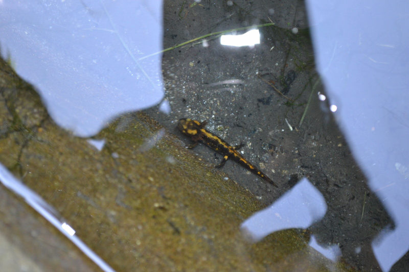 ID - Salamandra salamandra salamandra in metamorfosi