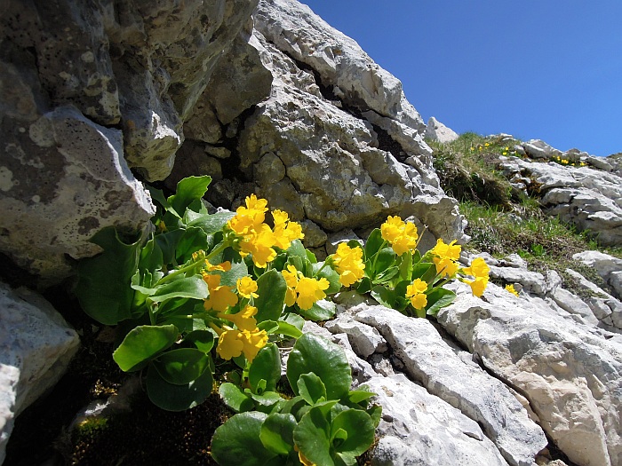 Primula auricula / Primula orecchia d''orso