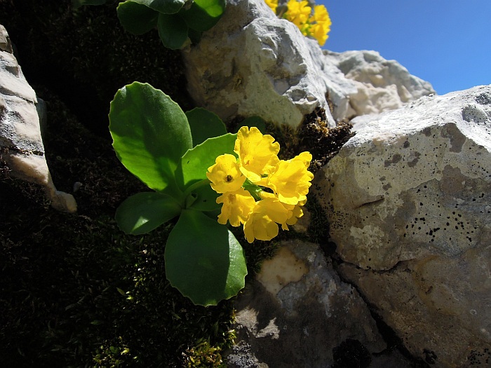 Primula auricula / Primula orecchia d''orso