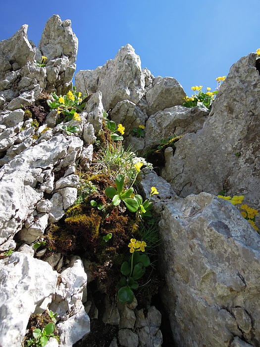 Primula auricula / Primula orecchia d''orso