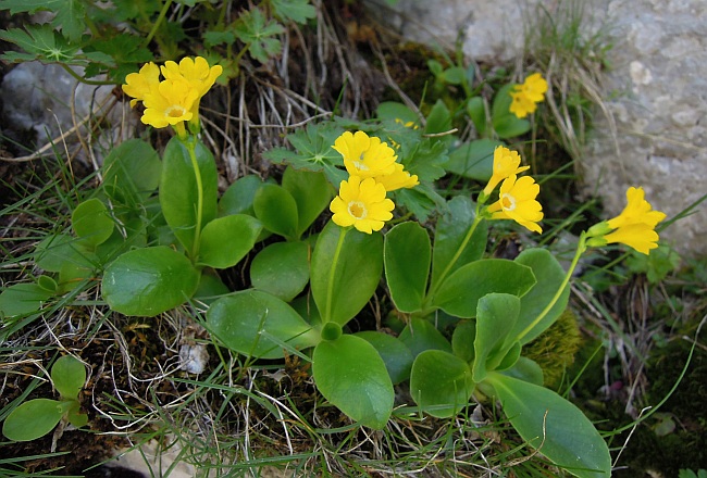 Primula auricula / Primula orecchia d''orso