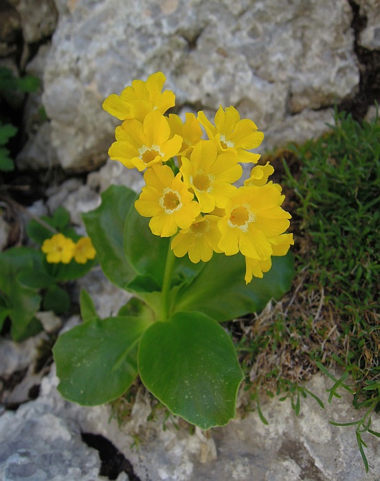 Primula auricula / Primula orecchia d''orso