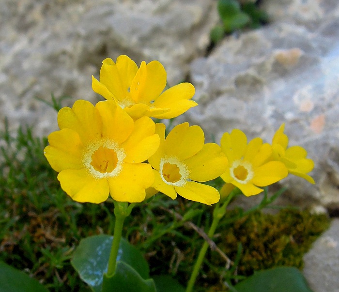 Primula auricula / Primula orecchia d''orso