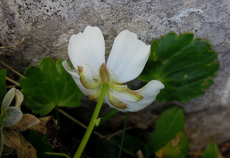 Ranunculus magellensis / Ranuncolo della Majella