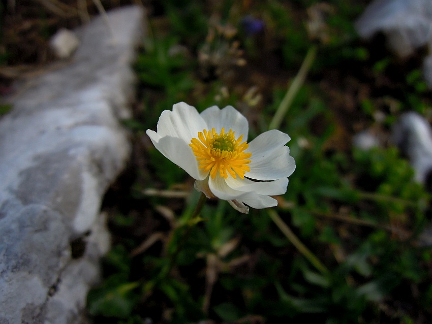 Ranunculus magellensis / Ranuncolo della Majella