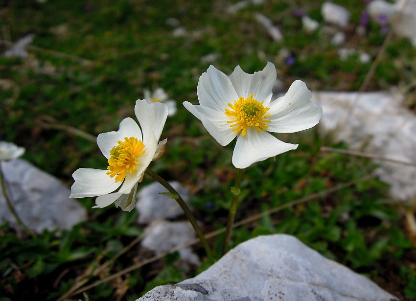 Ranunculus magellensis / Ranuncolo della Majella