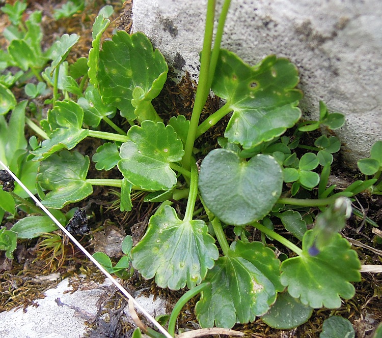 Ranunculus magellensis / Ranuncolo della Majella