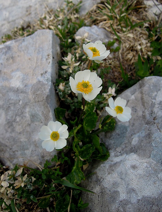 Ranunculus magellensis / Ranuncolo della Majella