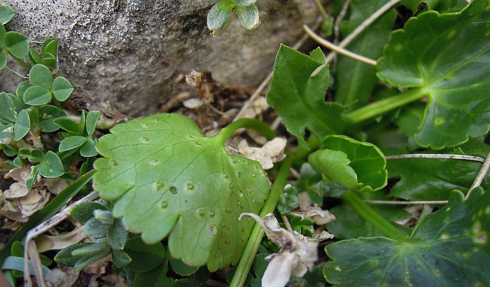 Ranunculus magellensis / Ranuncolo della Majella