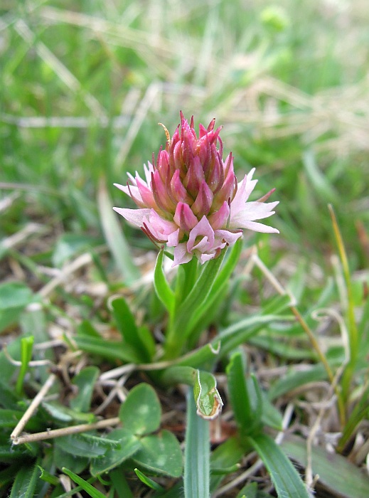 Nigritella widderi