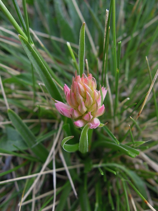 Nigritella widderi