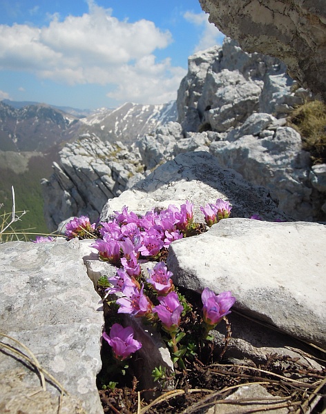 Saxifraga oppositifolia subsp. oppositifolia/ Sassifraga a foglie opposte