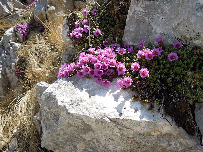 Saxifraga oppositifolia subsp. oppositifolia/ Sassifraga a foglie opposte