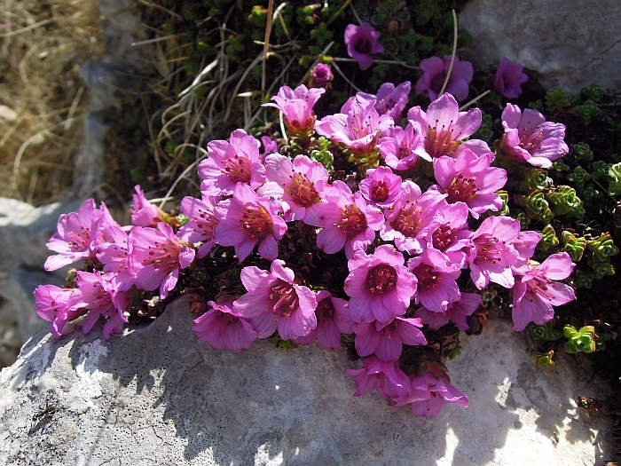 Saxifraga oppositifolia subsp. oppositifolia/ Sassifraga a foglie opposte