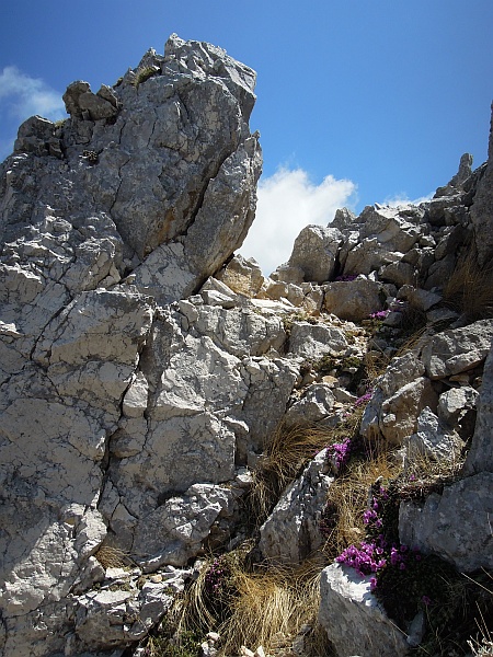 Saxifraga oppositifolia subsp. oppositifolia/ Sassifraga a foglie opposte