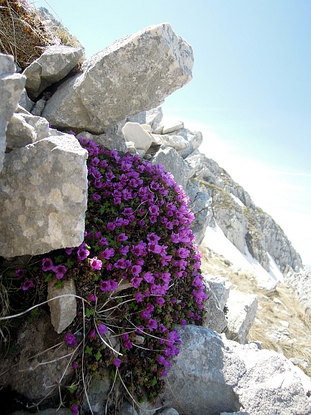 Saxifraga oppositifolia subsp. oppositifolia/ Sassifraga a foglie opposte