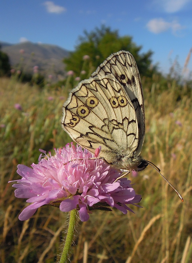 Melanargia ...