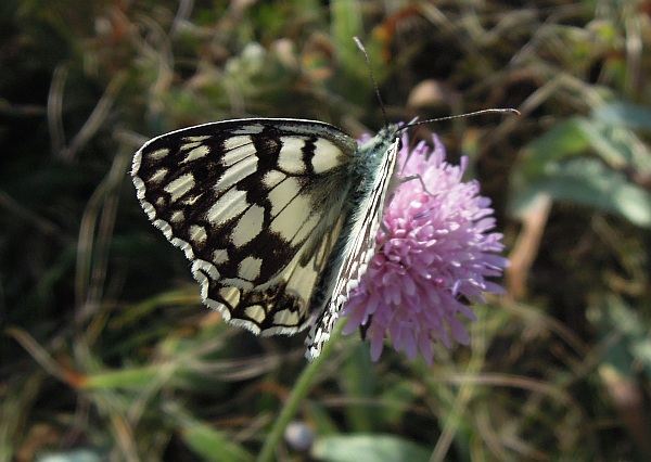 Melanargia ...