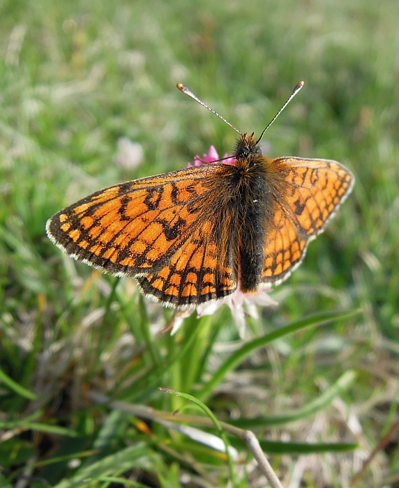 Boloria pales?