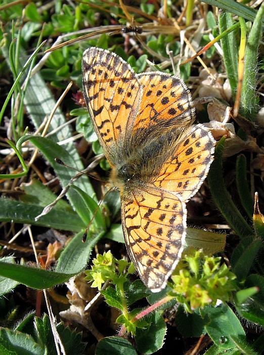 Boloria pales?