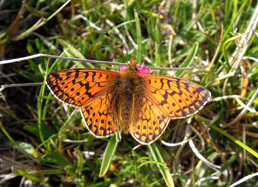 Boloria pales?