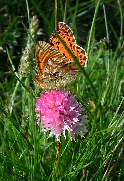 Boloria pales?