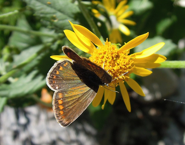 Plebeius (aricia) agestis?