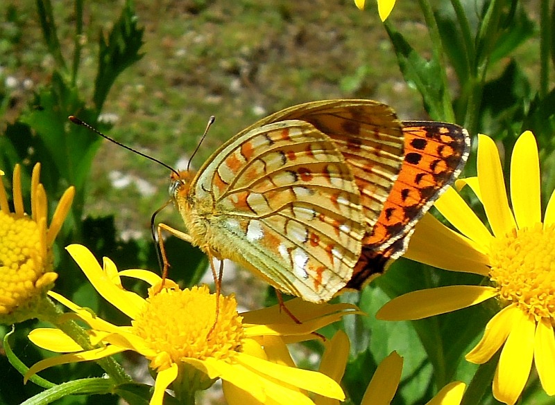 Argynnis ....