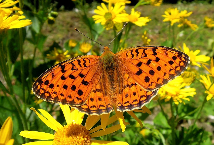 Argynnis ....