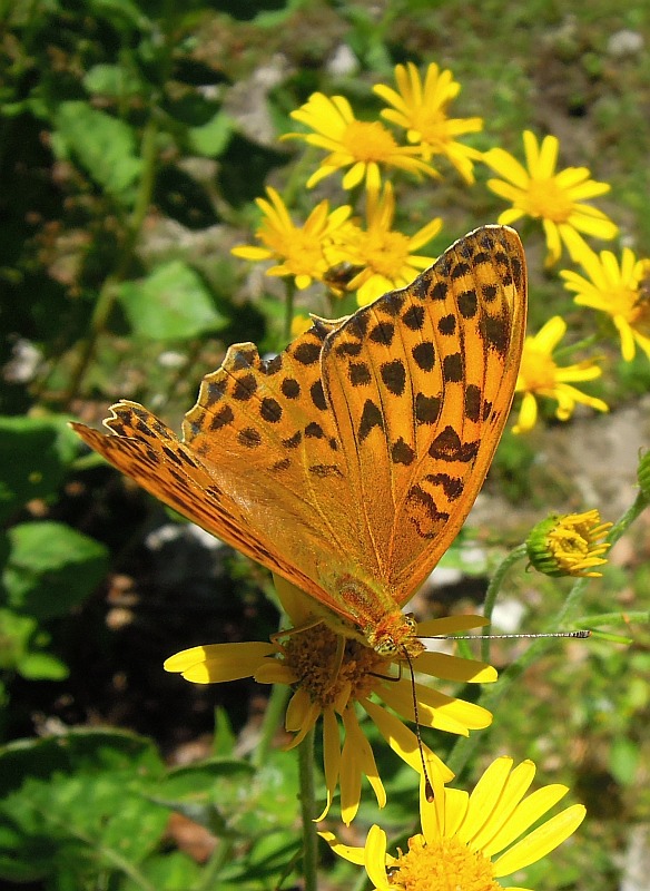 Argynnis ....