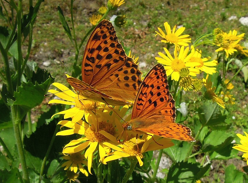 Argynnis ....