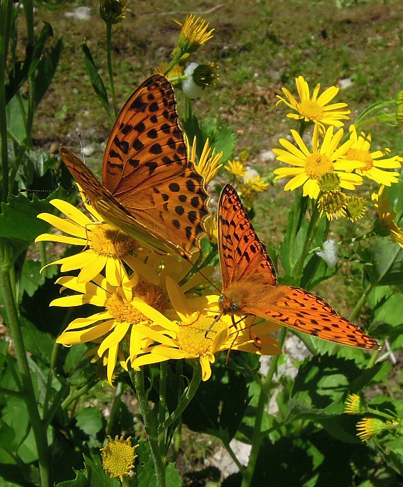 Argynnis ....