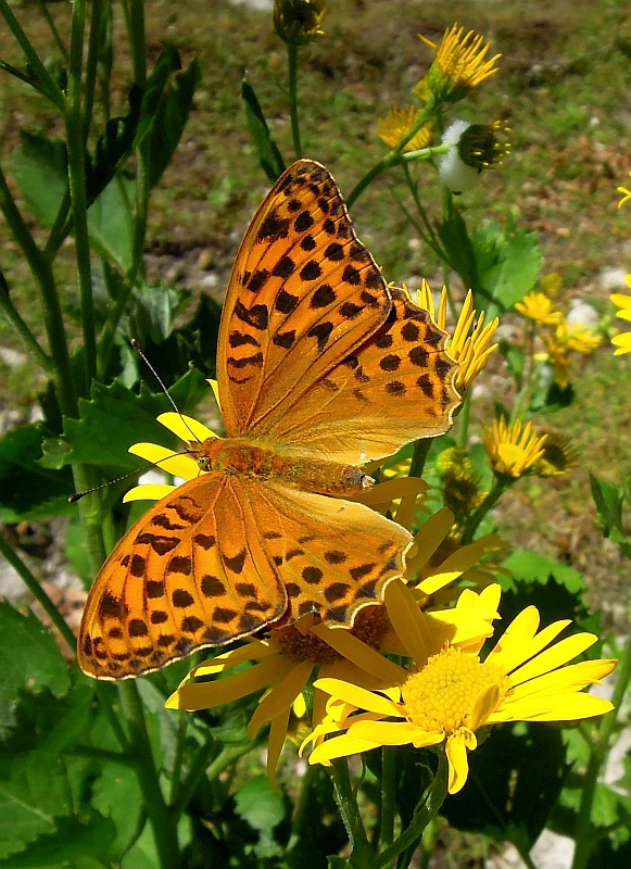 Argynnis ....