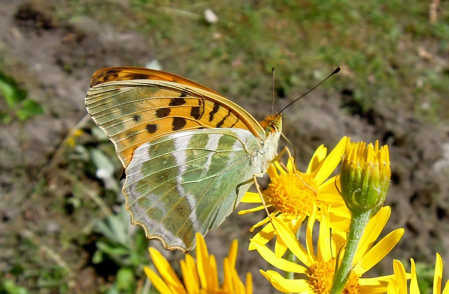 Argynnis ....