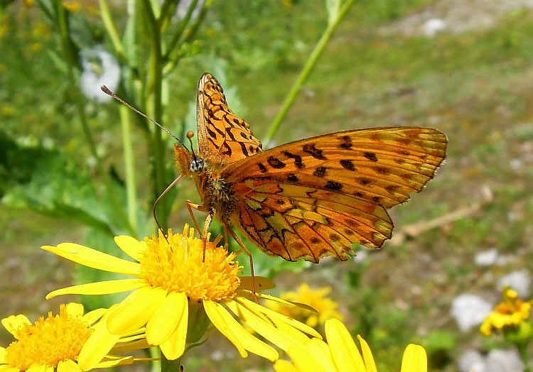 Clossiana euphrosyne?