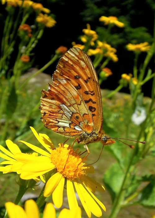 Clossiana euphrosyne?