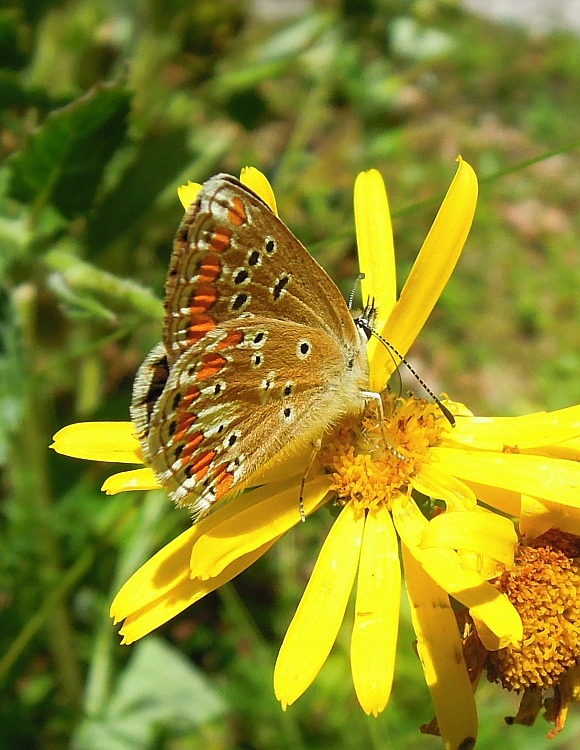 Plebeius (aricia) agestis?