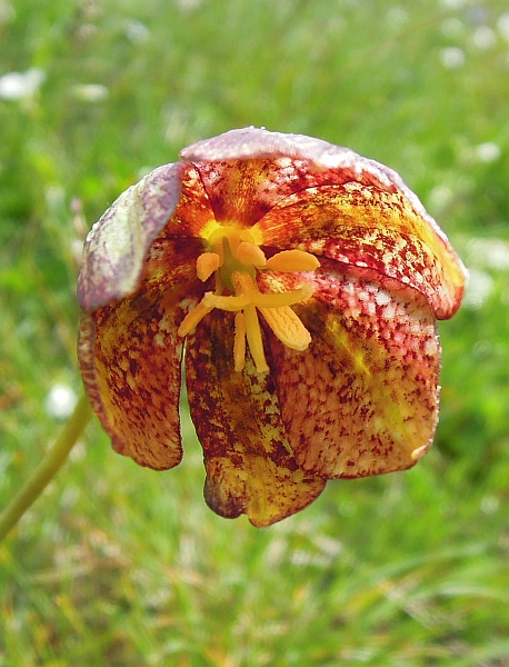 Fritillaria orientalis