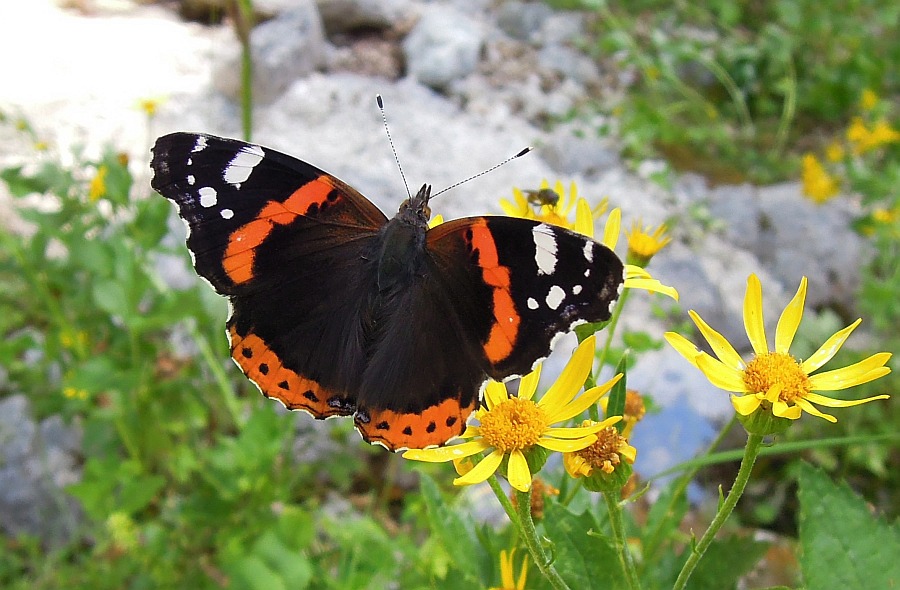 Vanessa Atalanta